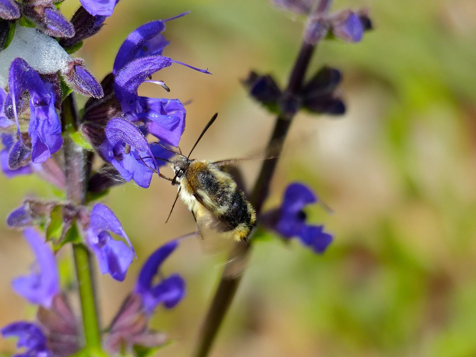 Een insect op een bloem in een bloemrijke berm
