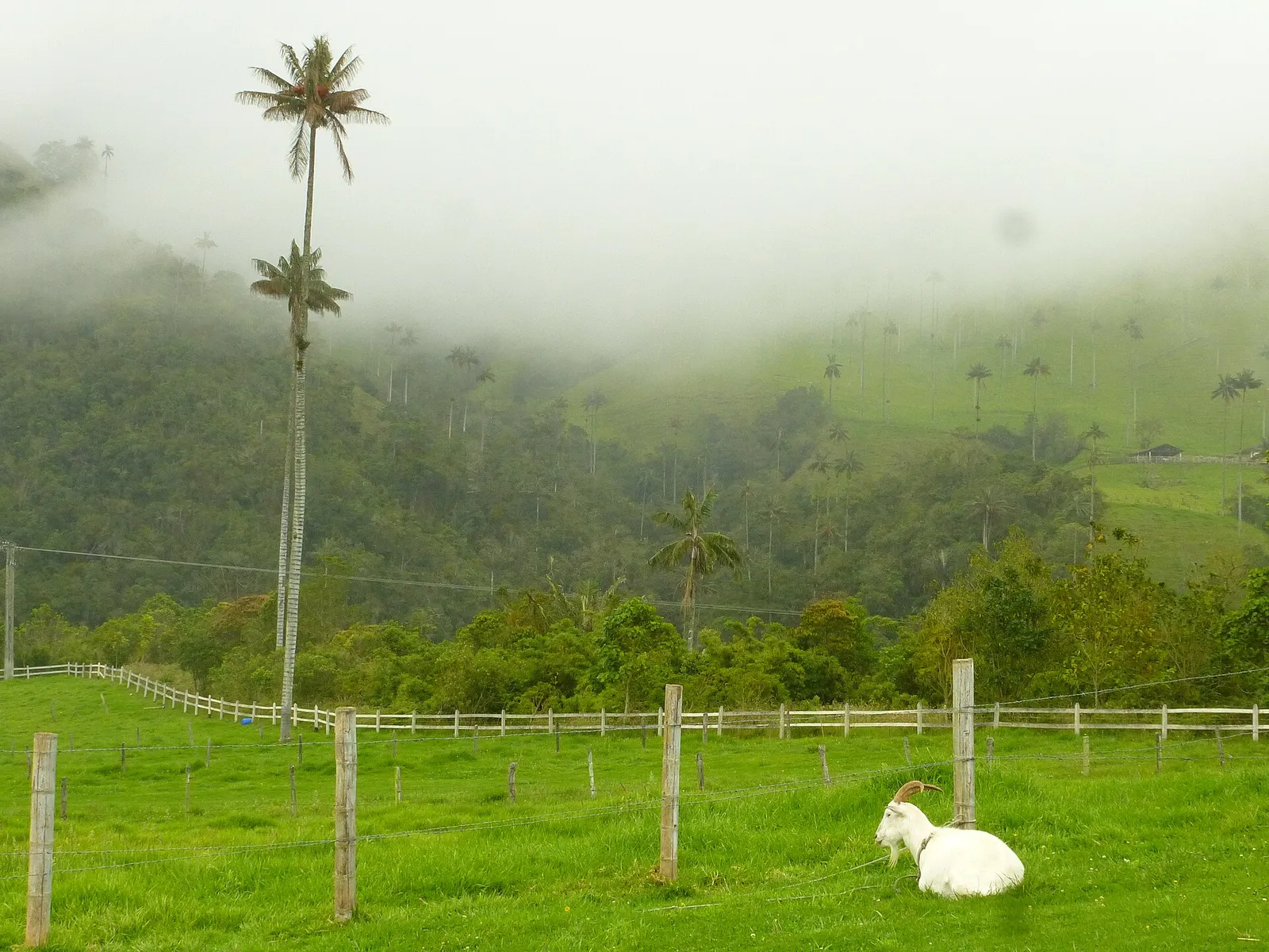 Landschap in de Colombiaanse regio Salento (archiefbeeld, ter illustratie)