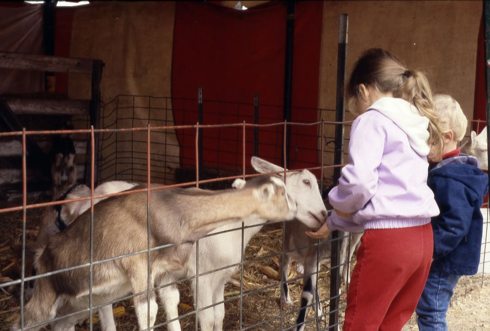 Kinderen voeren geiten op een kinderboerderij (archiefbeeld)