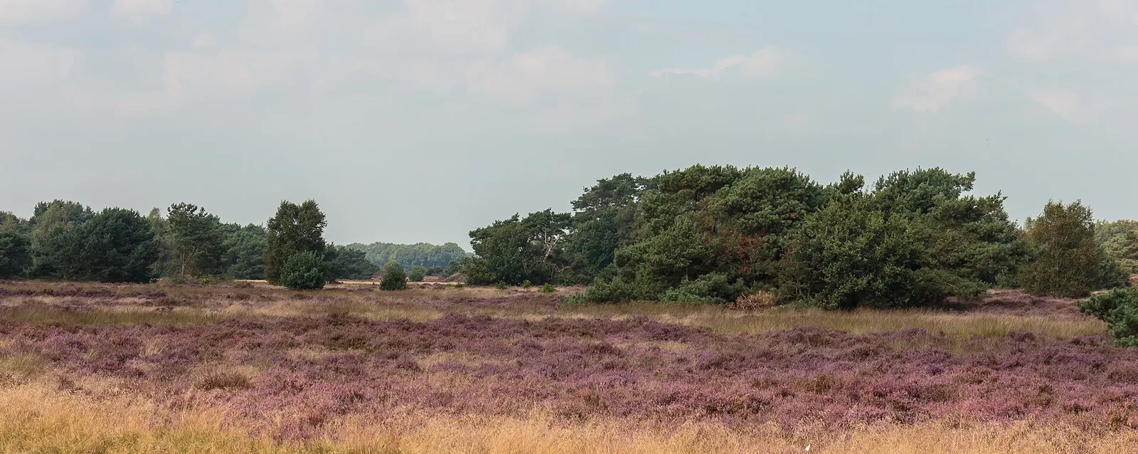 Bloeiende heide in een Nederlands natuurgebied
