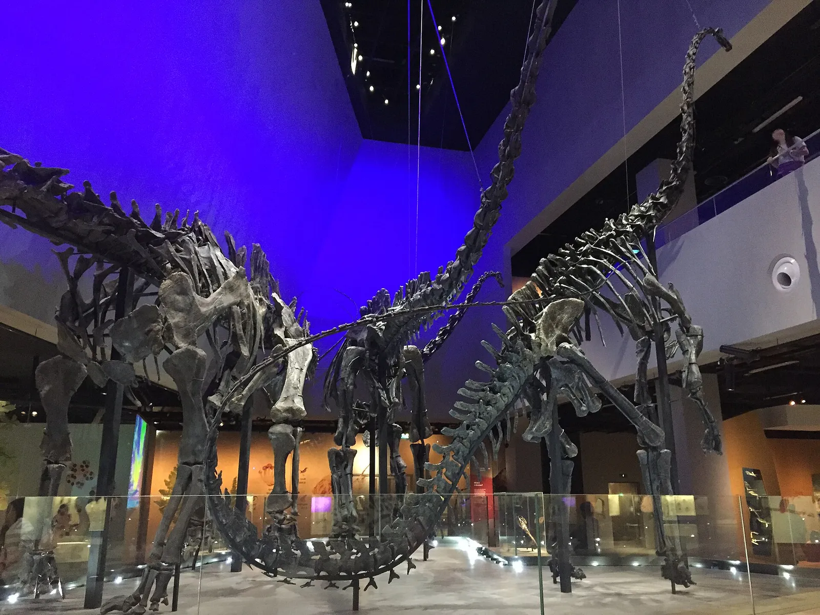 Skeletten van langnekdinosaurussen in een museum (archiefbeeld)