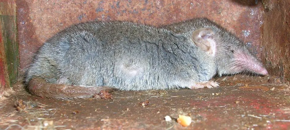 Een muskusspitsmuis (Suncus murinus)