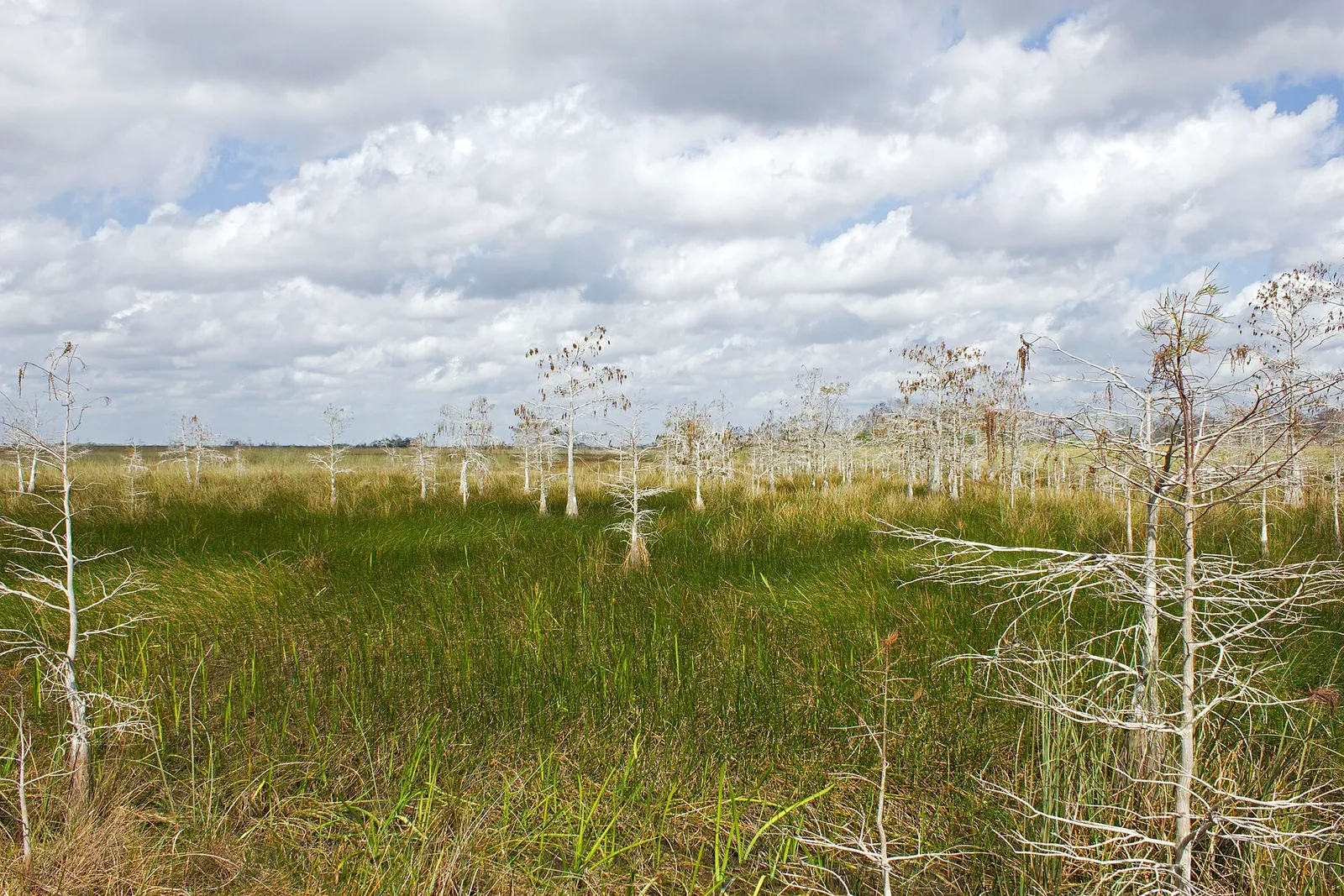 Het moeraslandschap van de Everglades in Florida (ter illustratie)