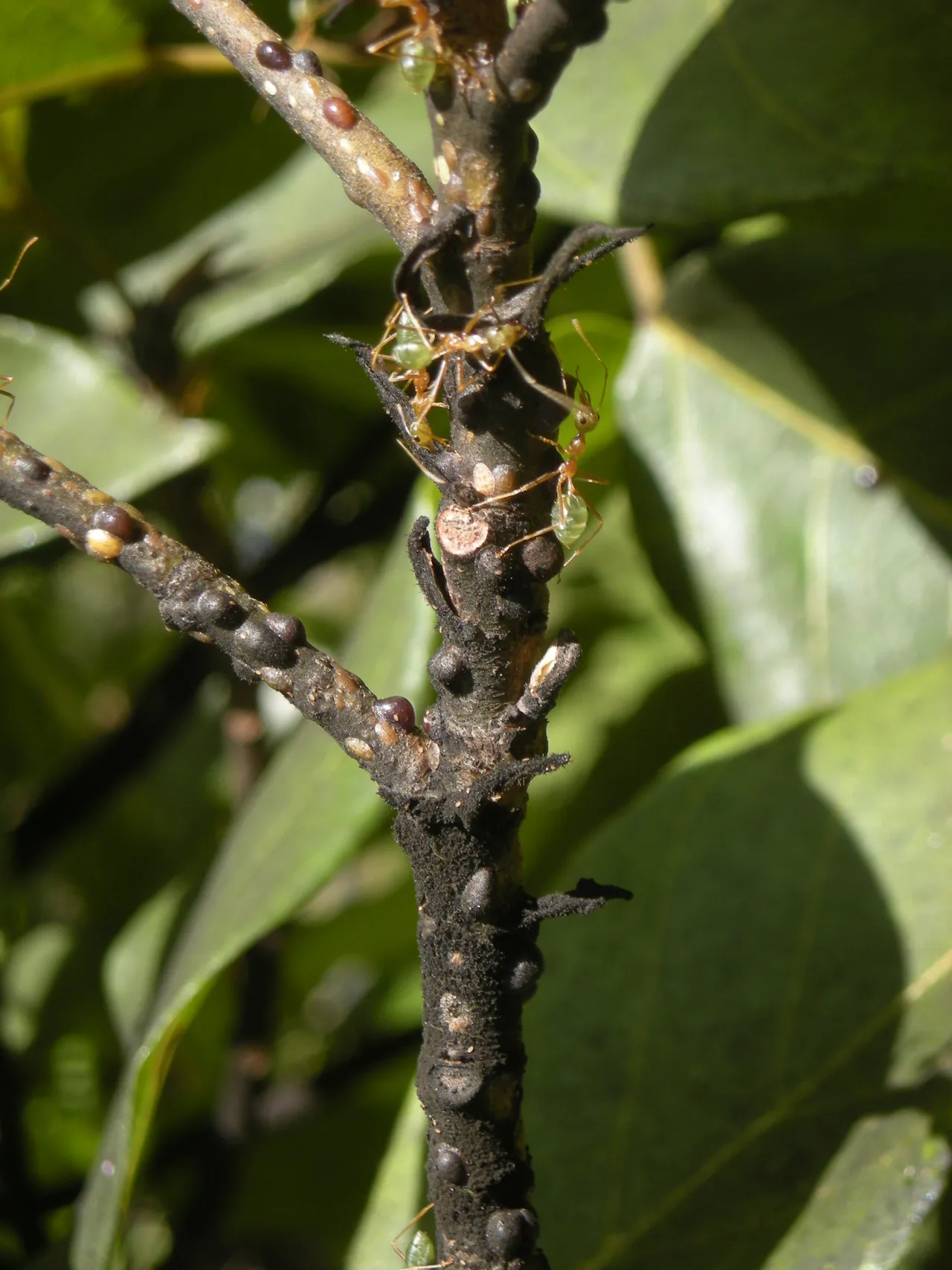 Groene wevermieren (Oecophylla smaragdina), de prooi van de spin