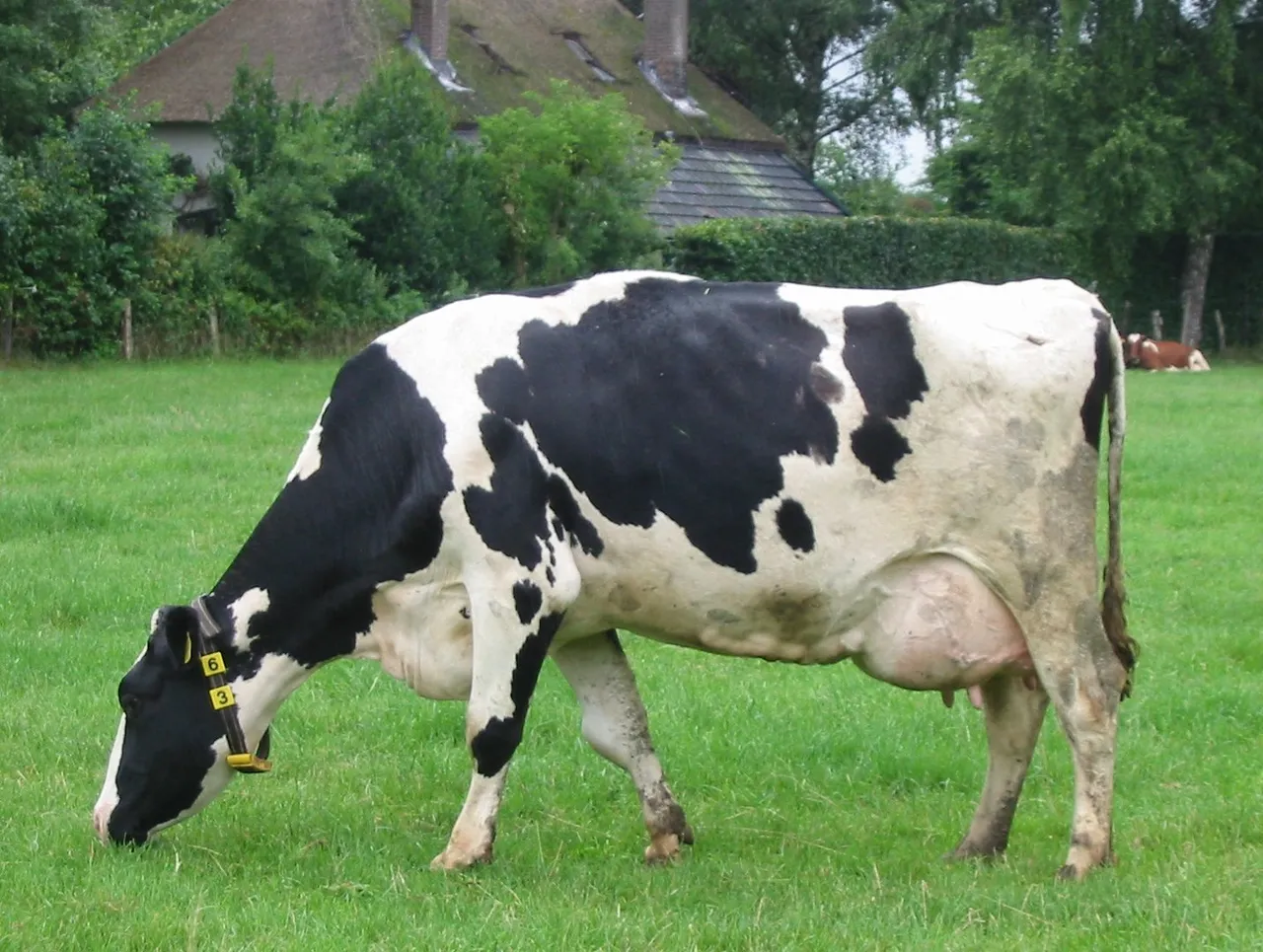 Een koe in een weiland in Nederland