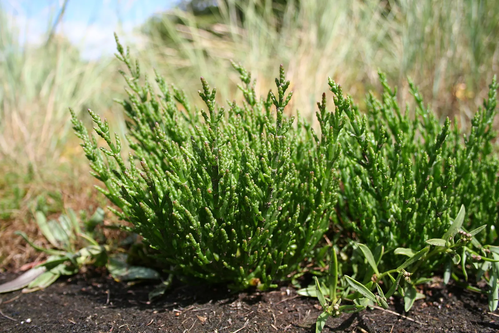 Zeekraal (Salicornia) op een schor (archiefbeeld)