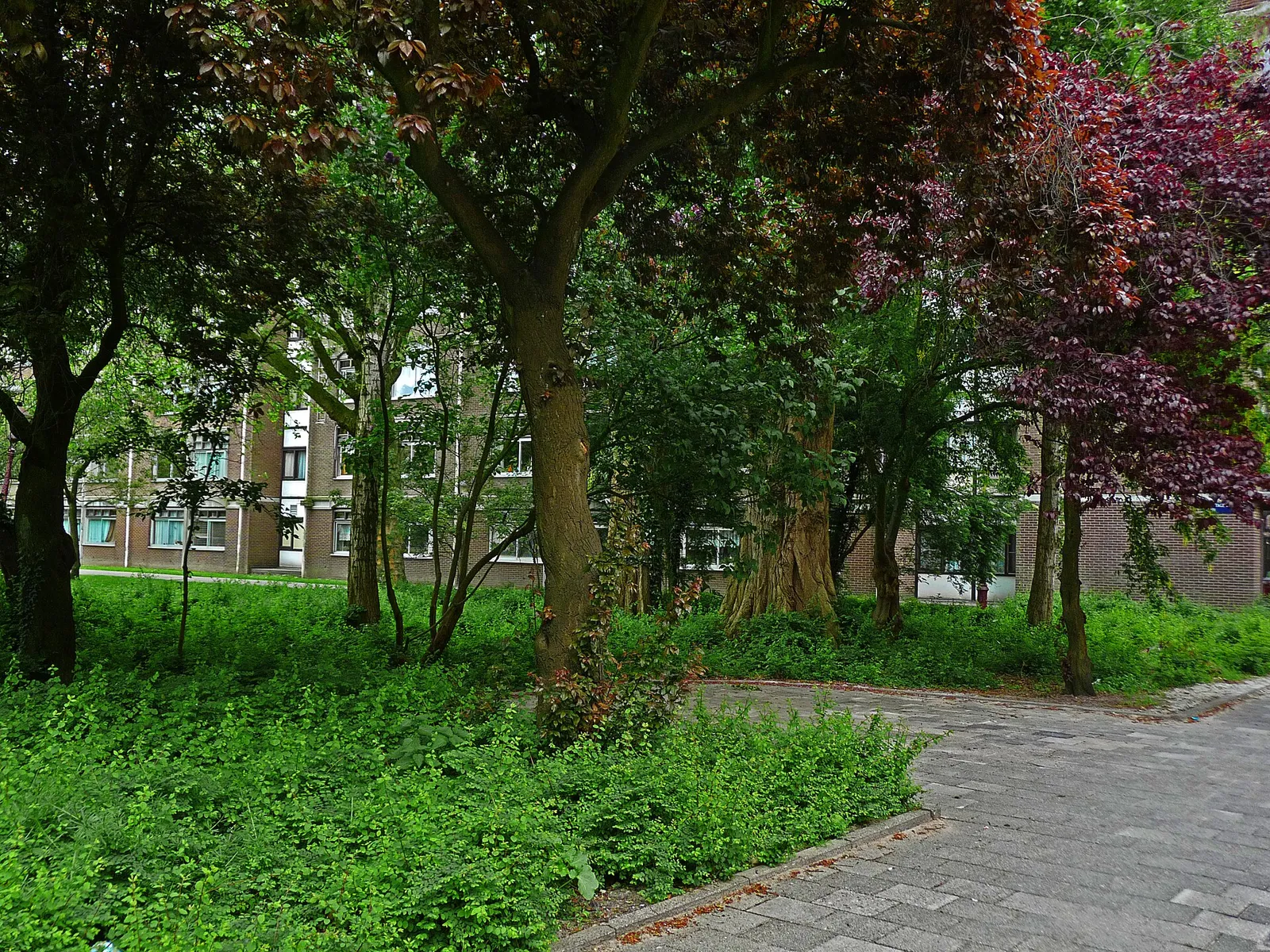 Bomen in een stadswijk in Amsterdam (ter illustratie)