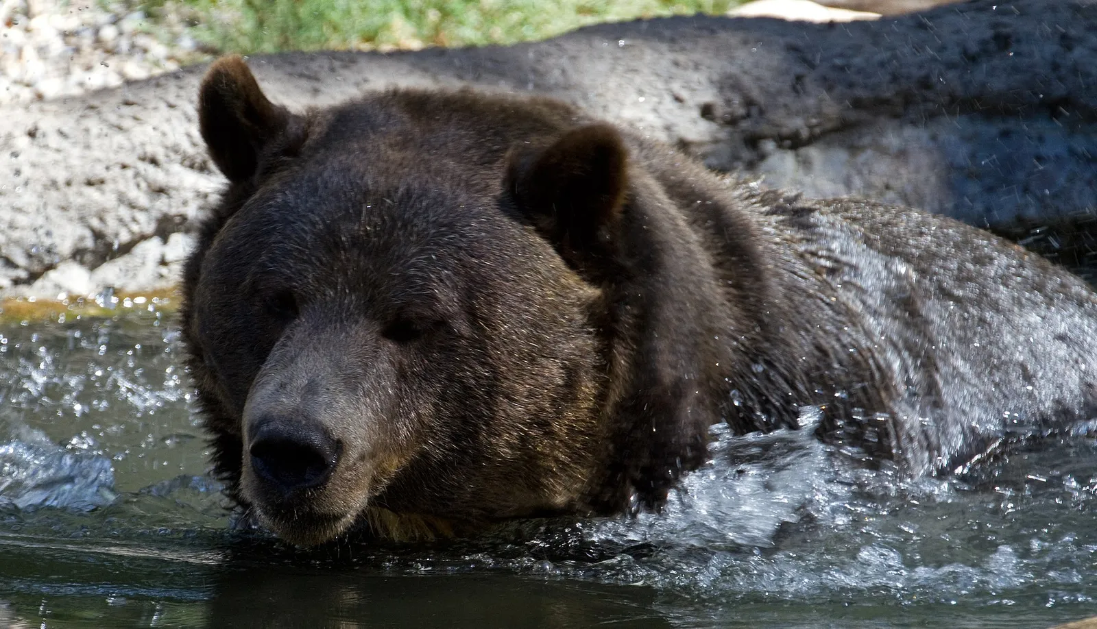 Een grizzlybeer (archiefbeeld)