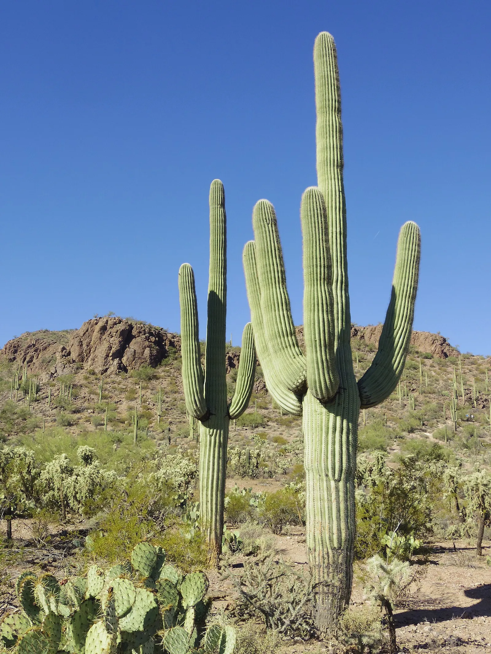 Landschap bij Tucson, Arizona (ter illustratie)