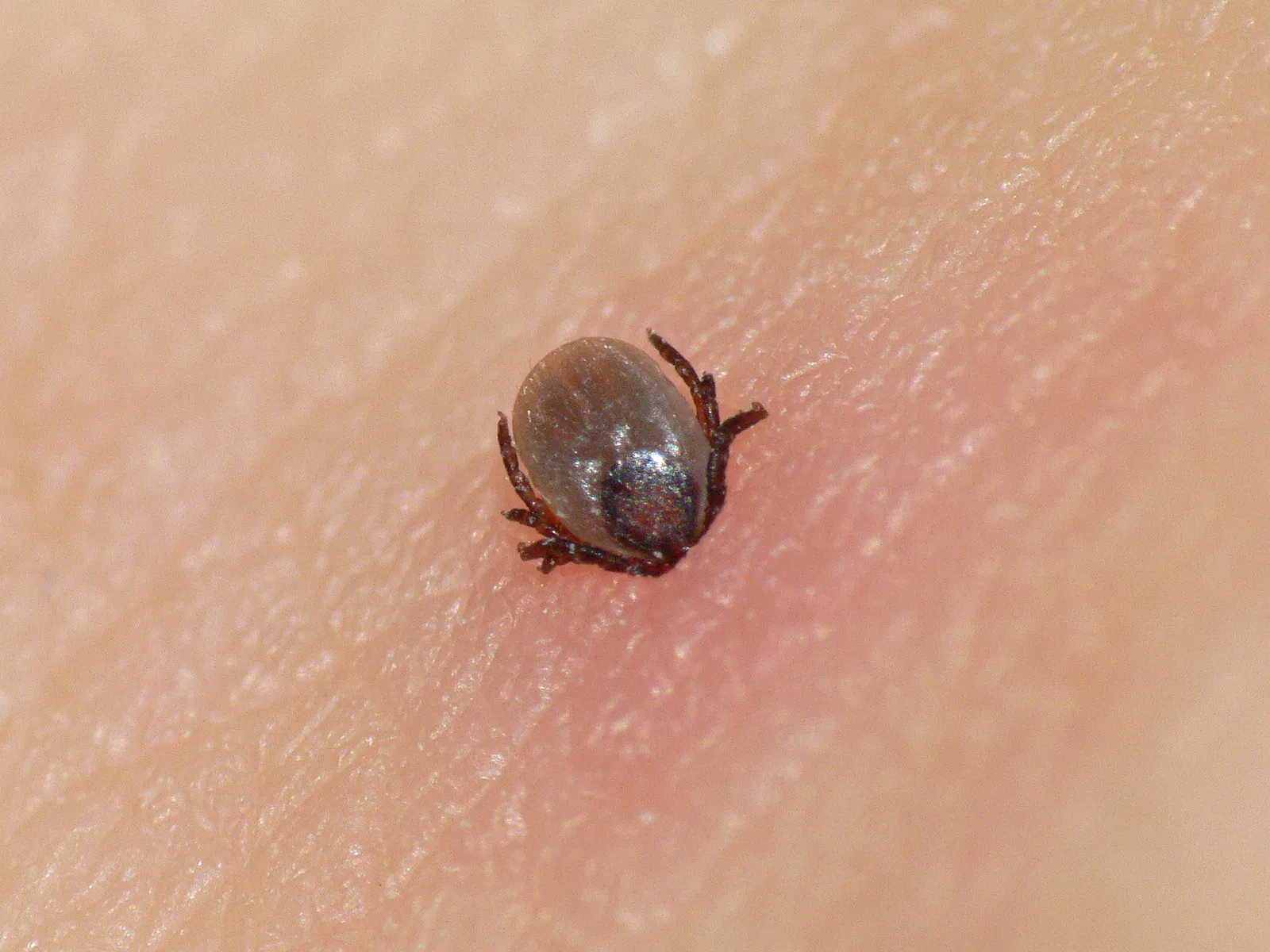 Een teek (Ixodes ricinus)