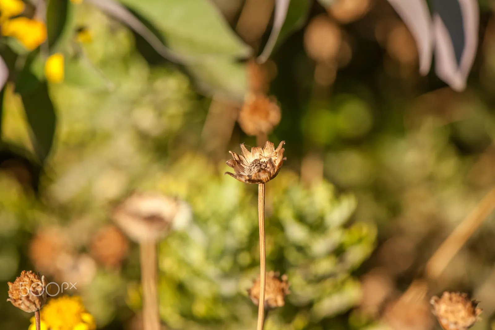 Groene bladeren in close-up (ter illustratie)
