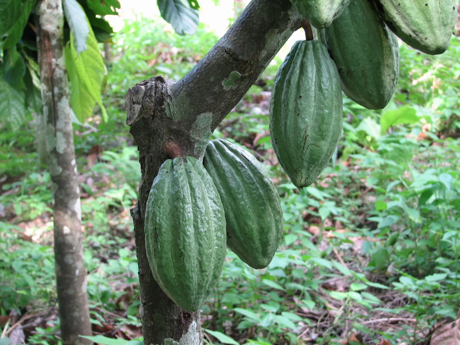 Vruchten van de cacaoboom (archiefbeeld)