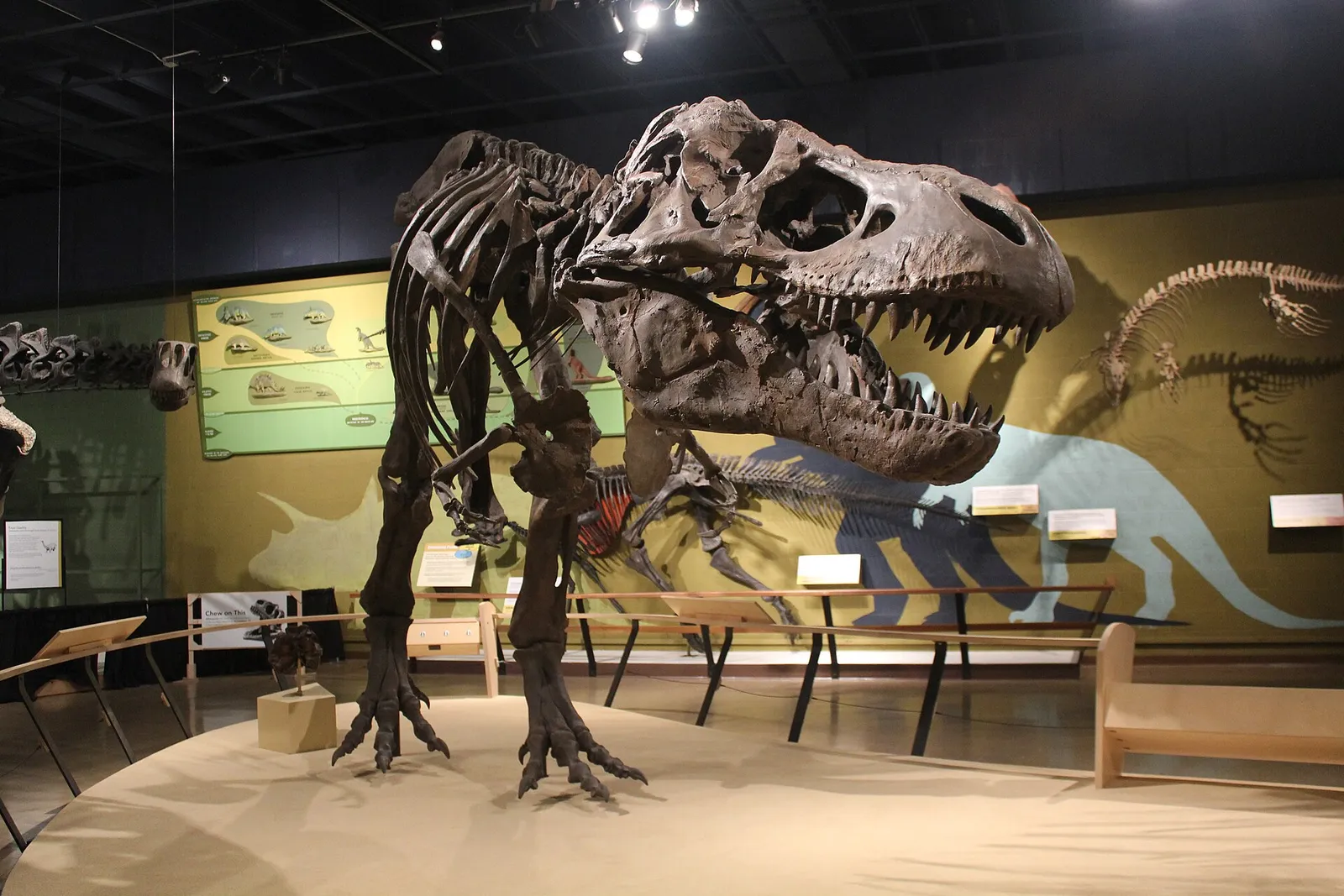 Een opgesteld Tyrannosaurus rex-skelet in een museum (ter illustratie)