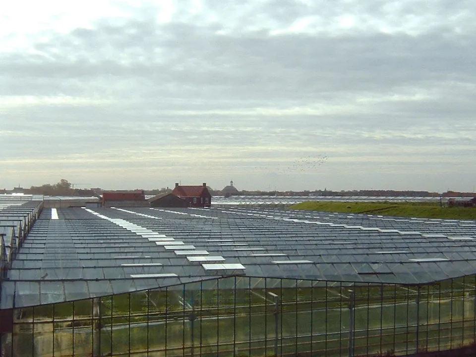 Glastuinbouwkassen in het Westland