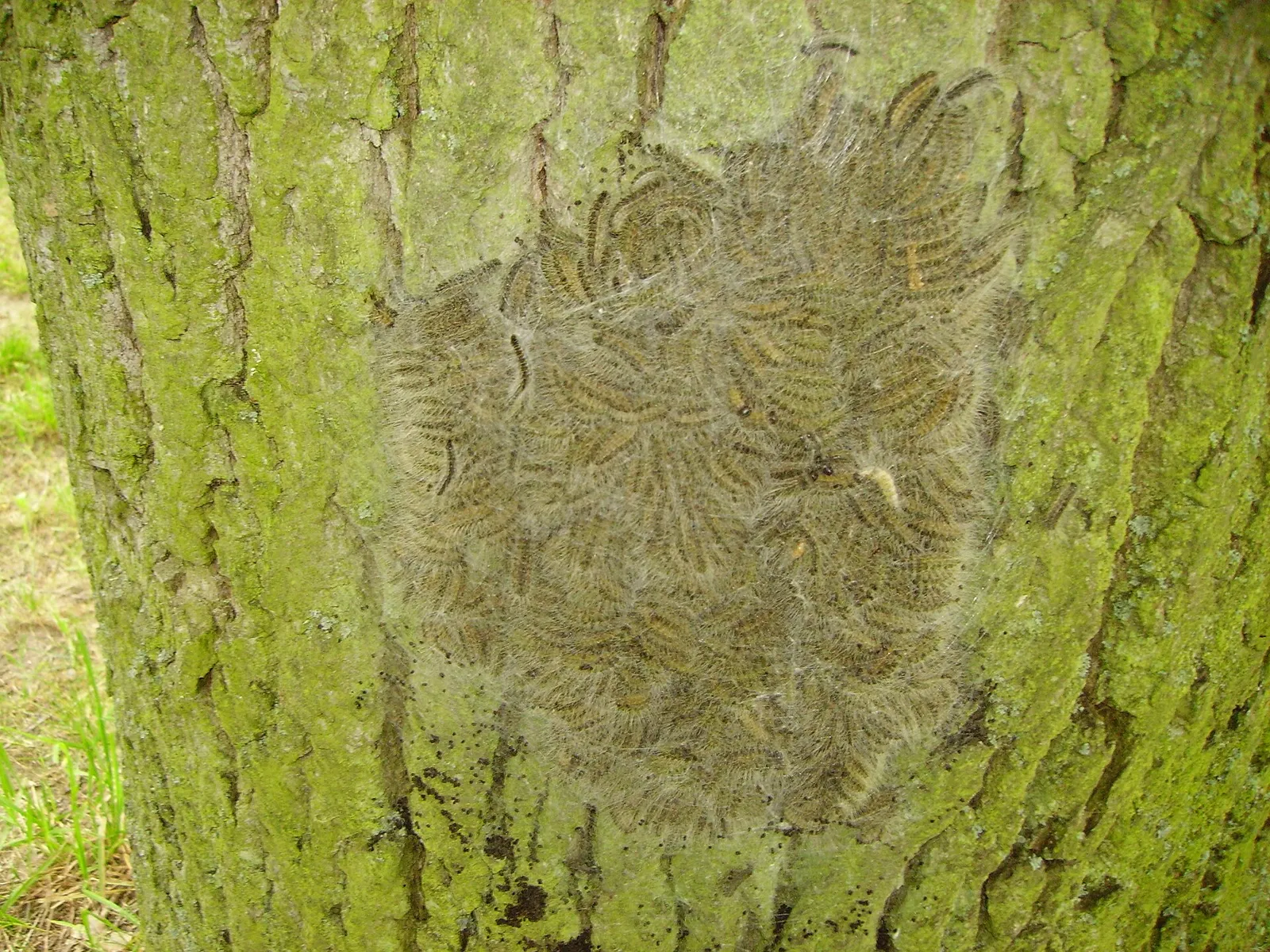 Een nest eikenprocessierupsen op een eik