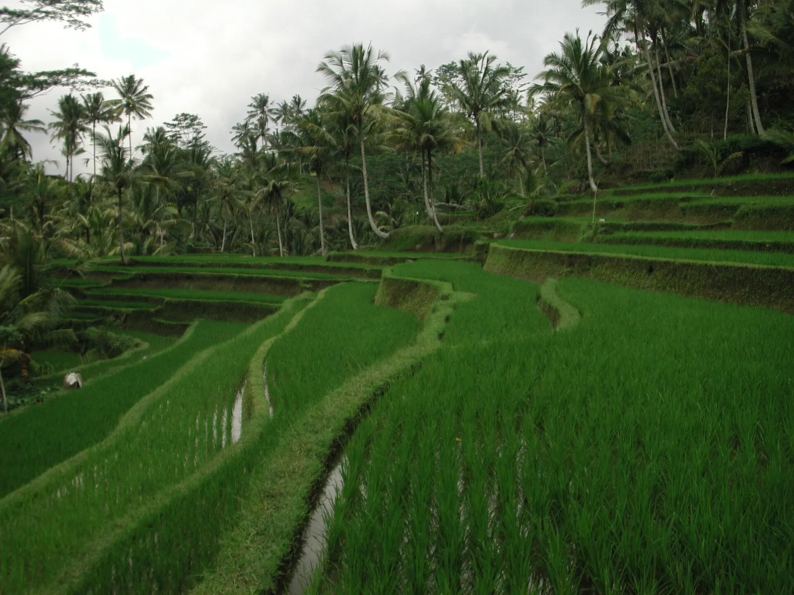 Rijstterrassen op Bali (archiefbeeld)