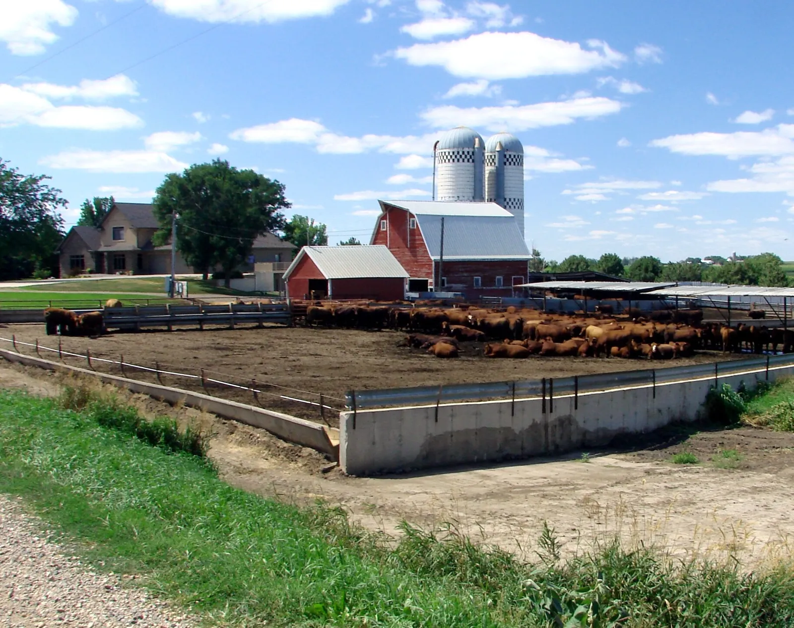 Een feedlot met rundvee (archiefbeeld)