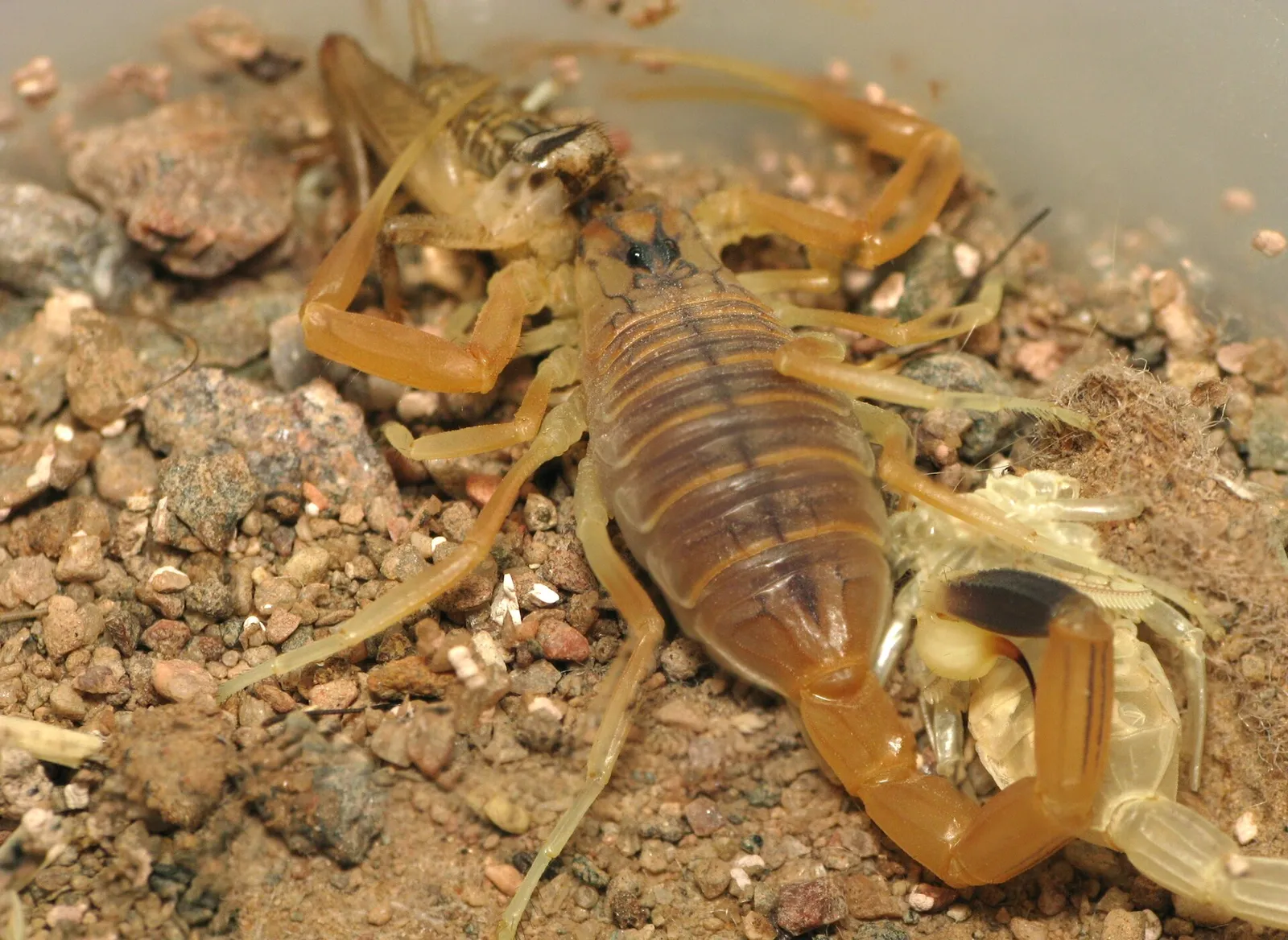 Een vijfstreepschorpioen (Leiurus quinquestriatus) (archiefbeeld)