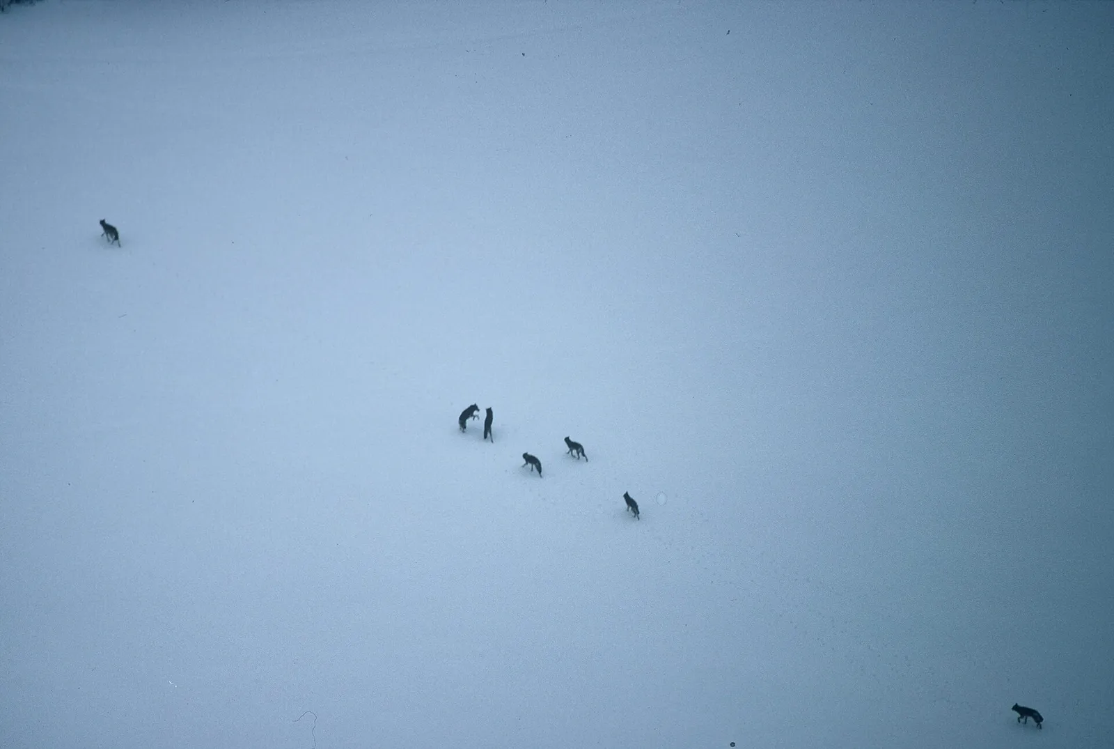 Wolven in een natuurgebied (archiefbeeld)