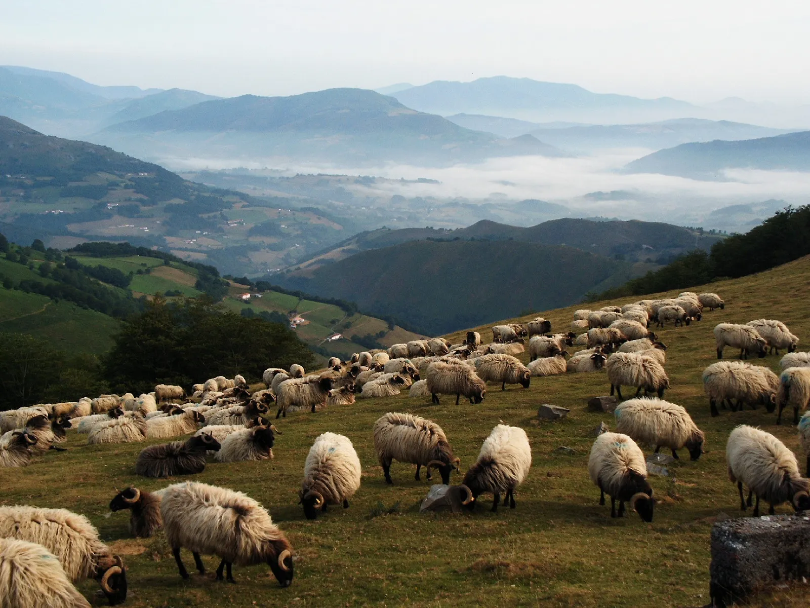 Een bergweide met schapen (ter illustratie)