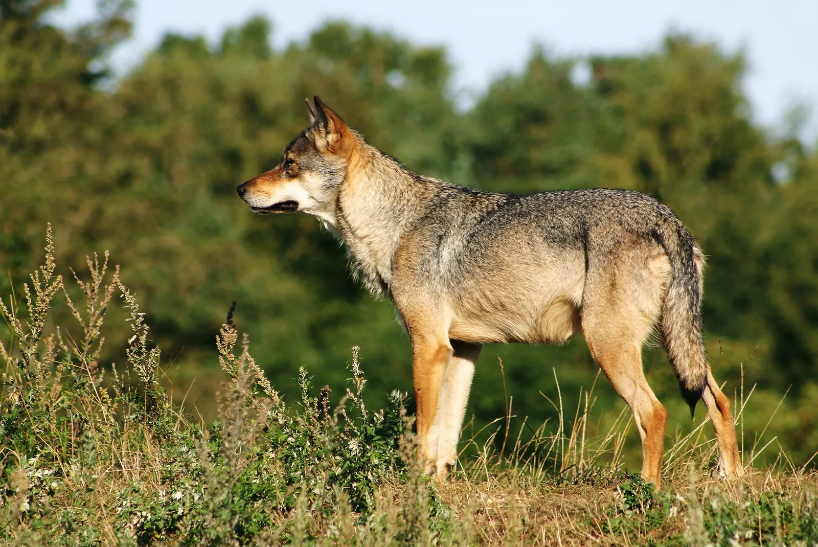 Een wolf (archiefbeeld)