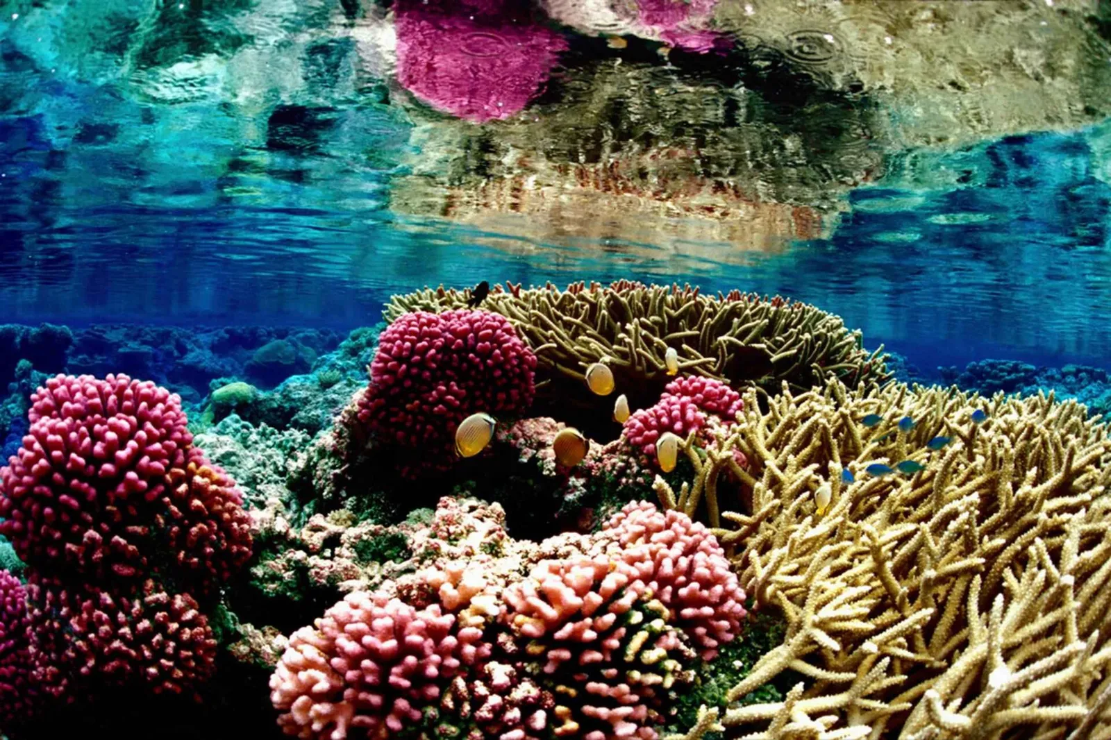 Een onderwaterlandschap met een koraalrif (archiefbeeld, ter illustratie)