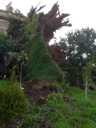 Een door storm omgewaaide boom (ter illustratie)