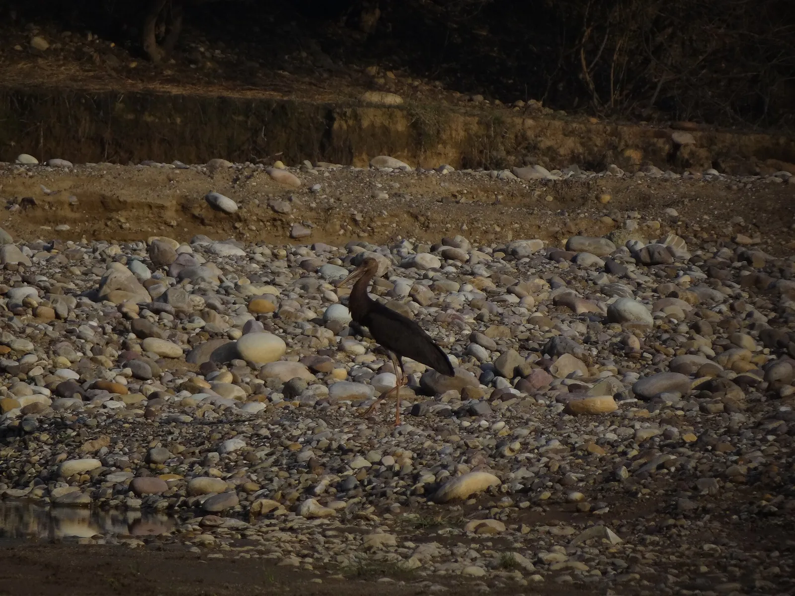 Een zwarte ooievaar (Ciconia nigra), archiefbeeld