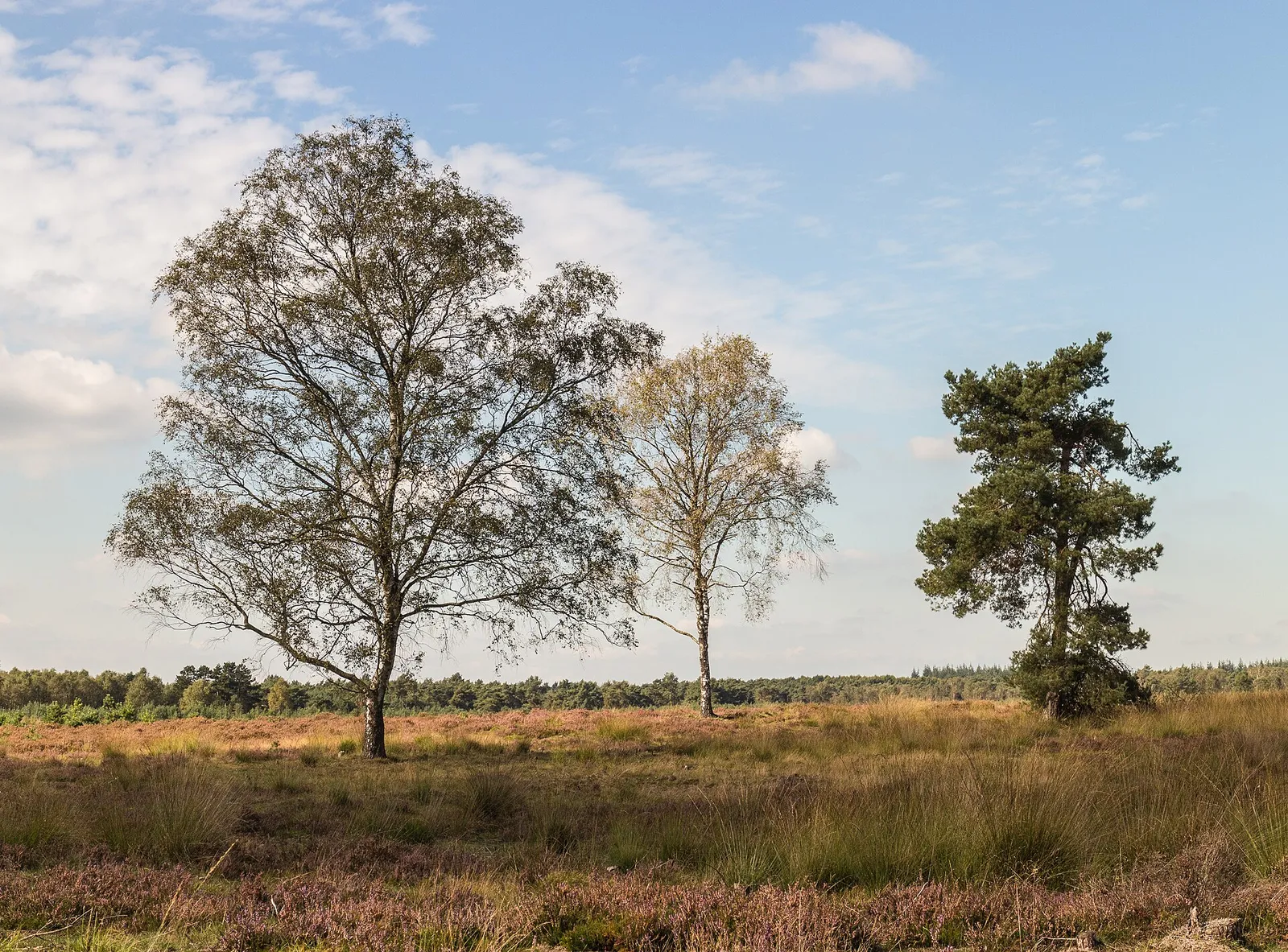 Heidelandschap op de Veluwe (archiefbeeld, ter illustratie)