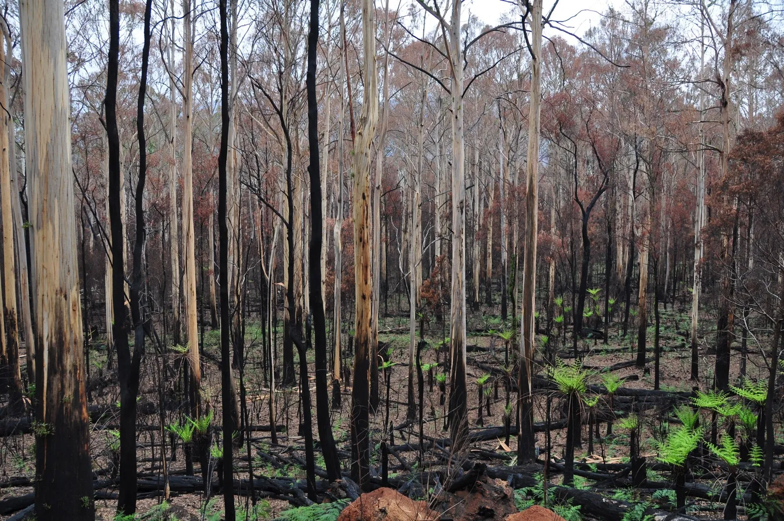 Een door natuurbrand geblakerd bos (archiefbeeld, ter illustratie)