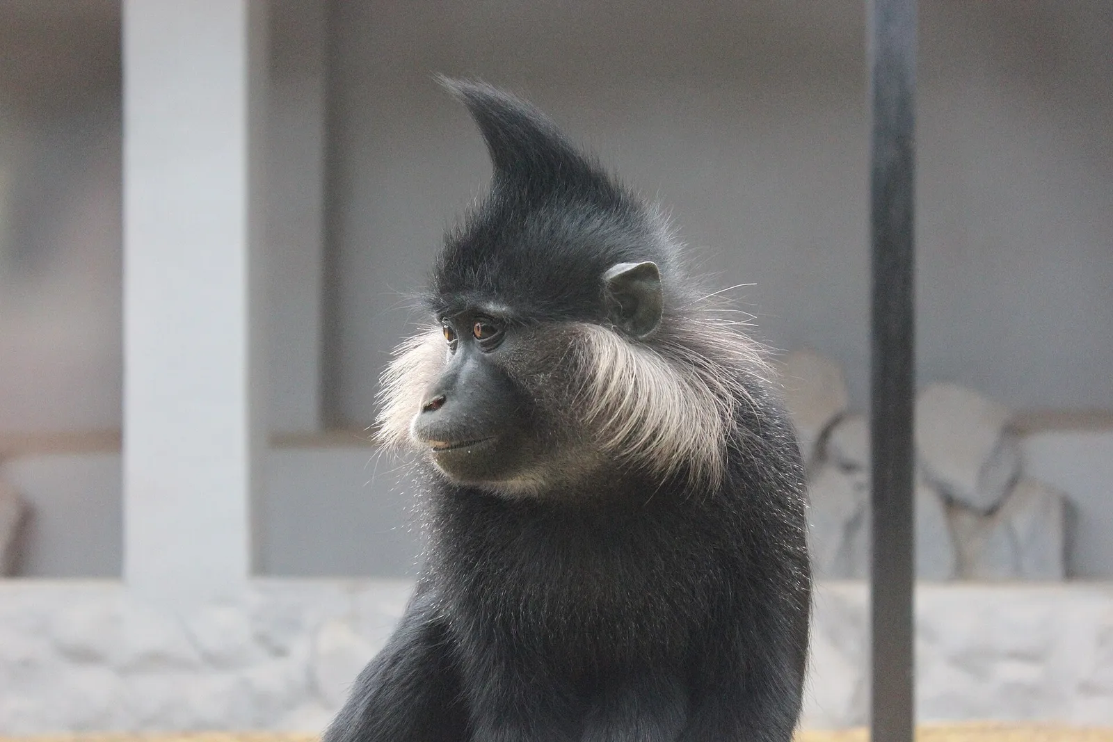 Een kuifmangabey (archiefbeeld, ter illustratie)