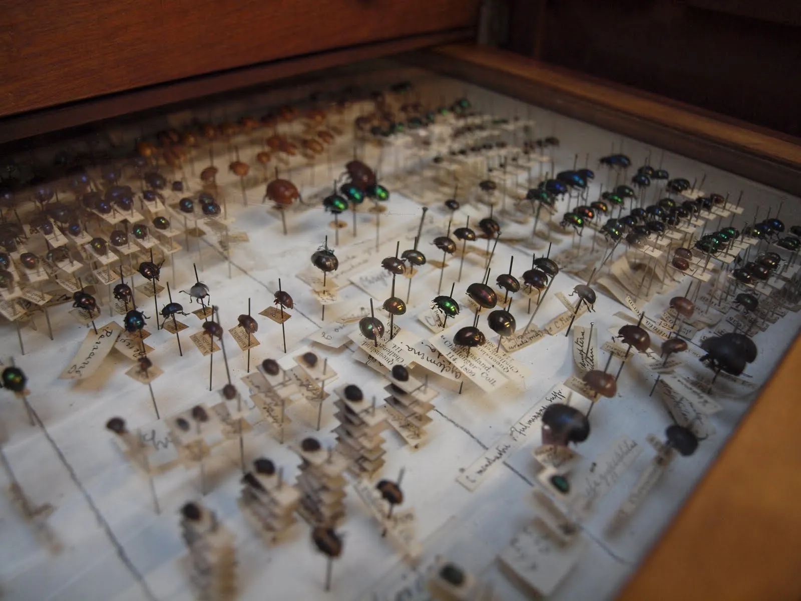 Insectencollectie in een natuurhistorisch museum (ter illustratie)