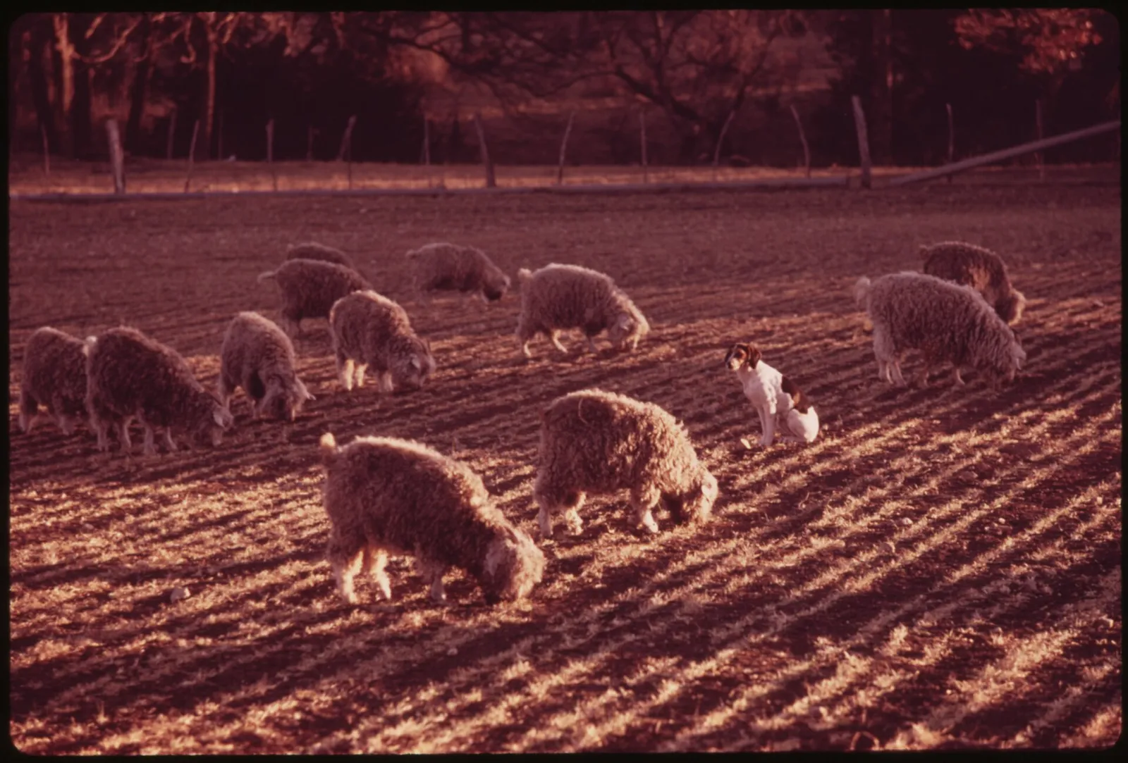 Geiten op een boerderij (archiefbeeld)