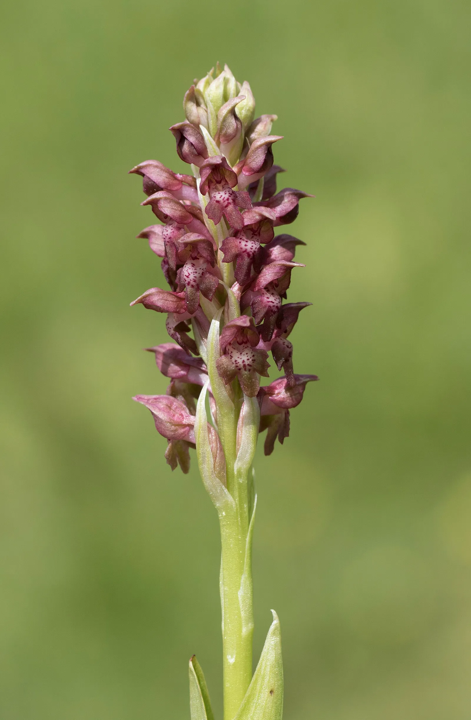 Een wilde orchidee (ter illustratie)