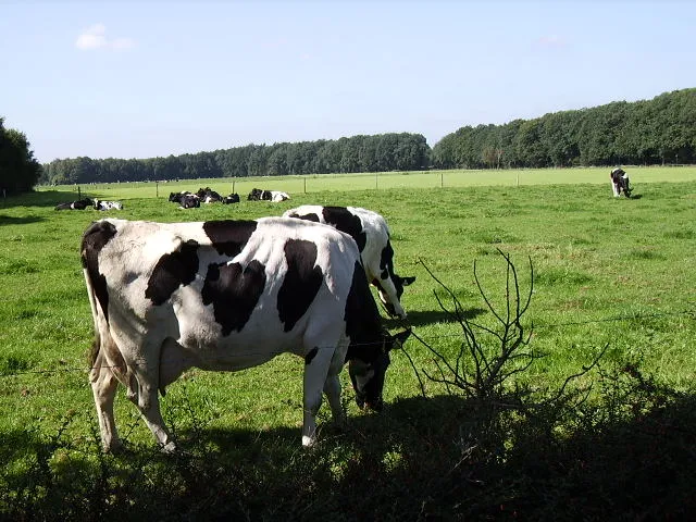 Koeien in de wei in Nederland (archiefbeeld, ter illustratie)