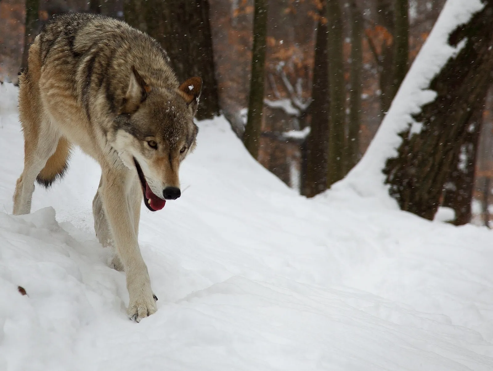 Een wolf in een besneeuwd bos (archiefbeeld, ter illustratie)