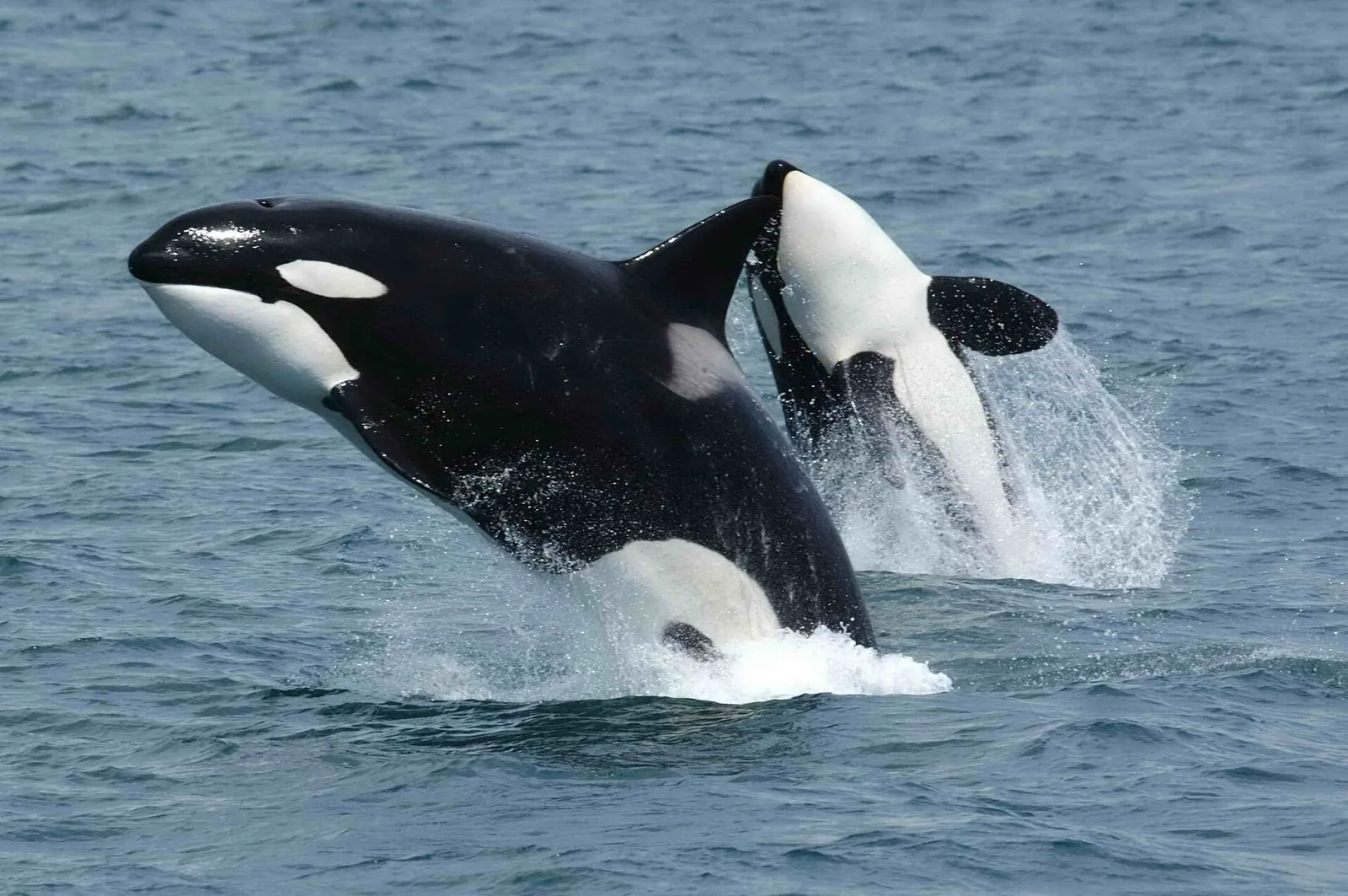 Springende orka's (archiefbeeld)
