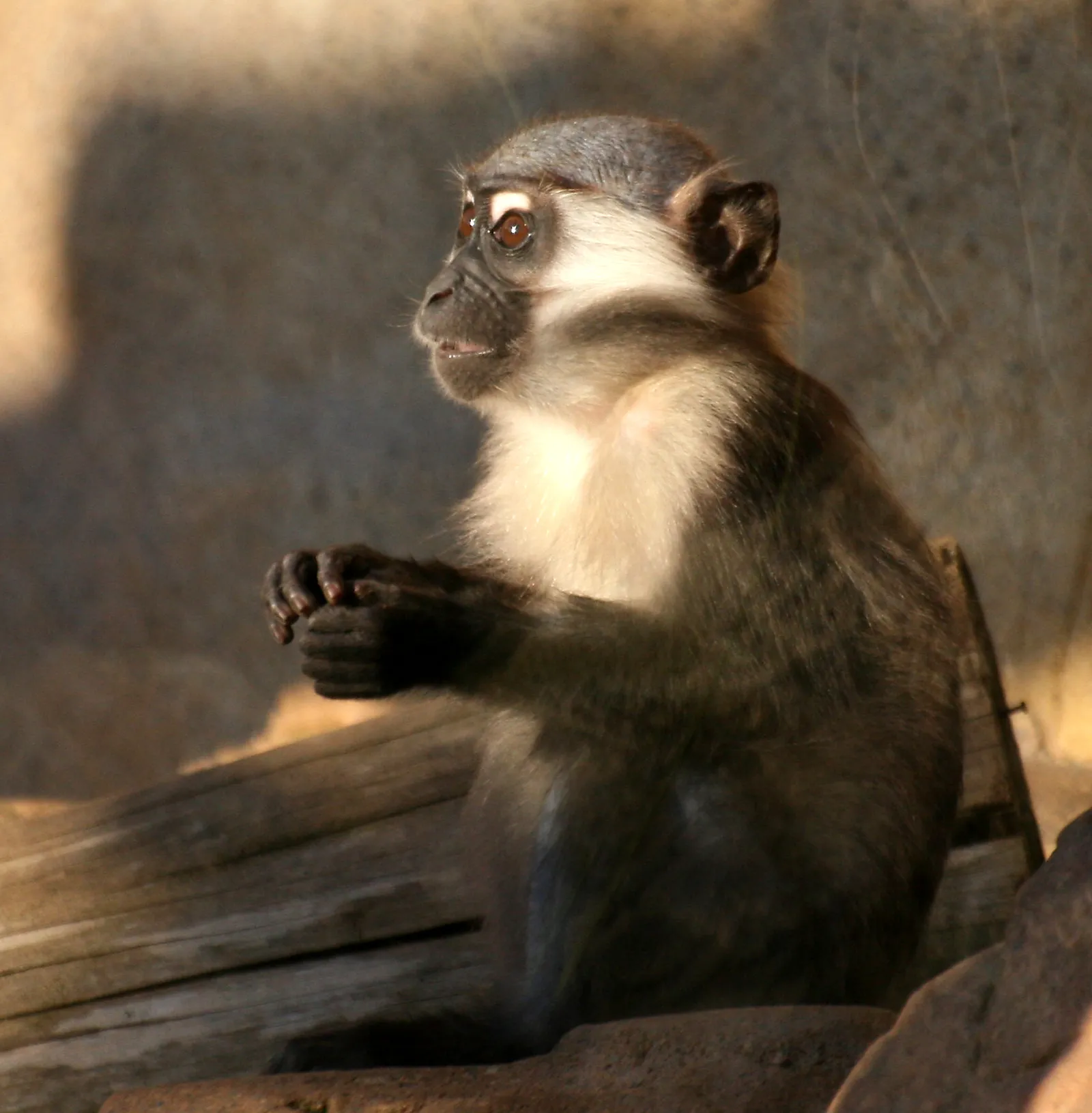 Een mangabey-aap (ter illustratie)