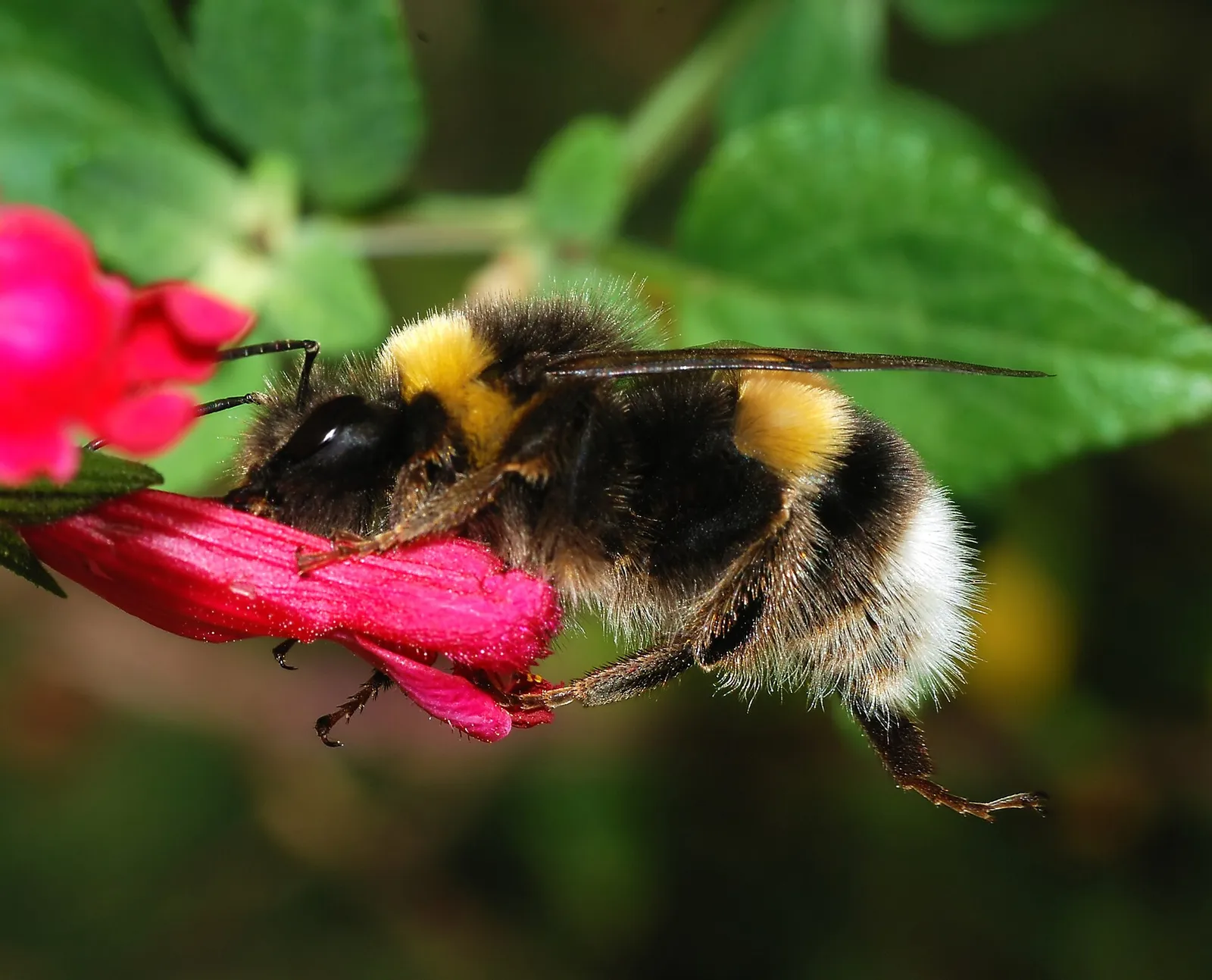 Een hommel op een bloem (archiefbeeld)