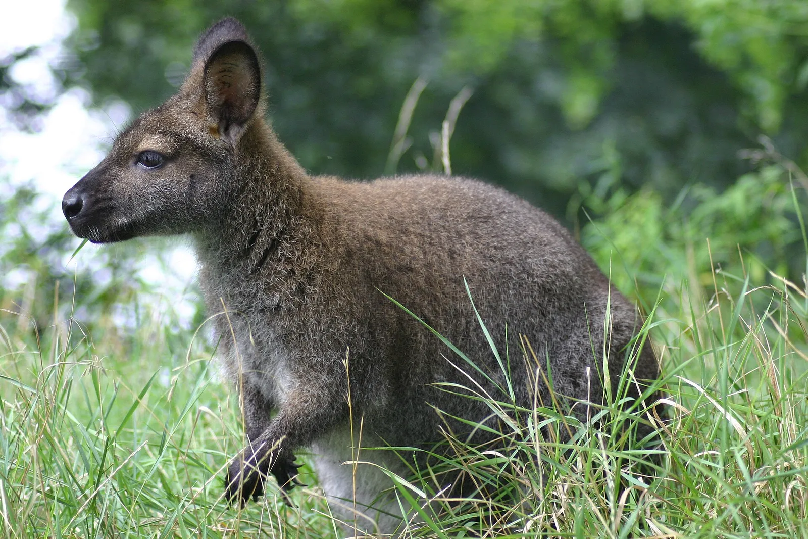 Een roodnekwallaby, de kleine kangoeroesoort die ook in Nederland als huisdier werd gehouden (archiefbeeld)