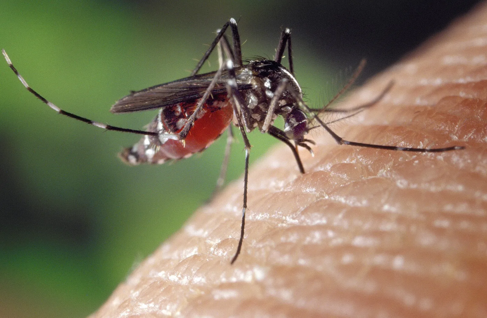 Een Aziatische tijgermug (Aedes albopictus) op de huid (archiefbeeld)