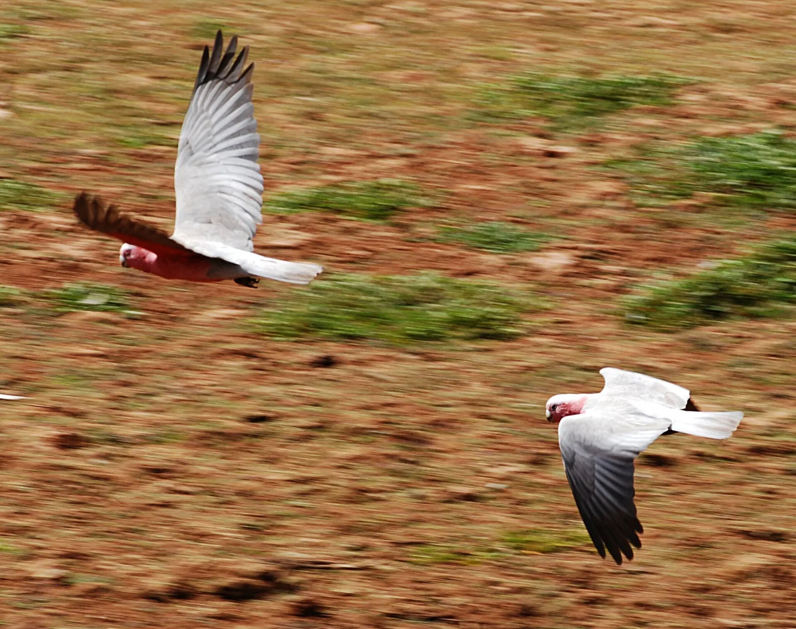 Roze kaketoes (galahs) in vlucht