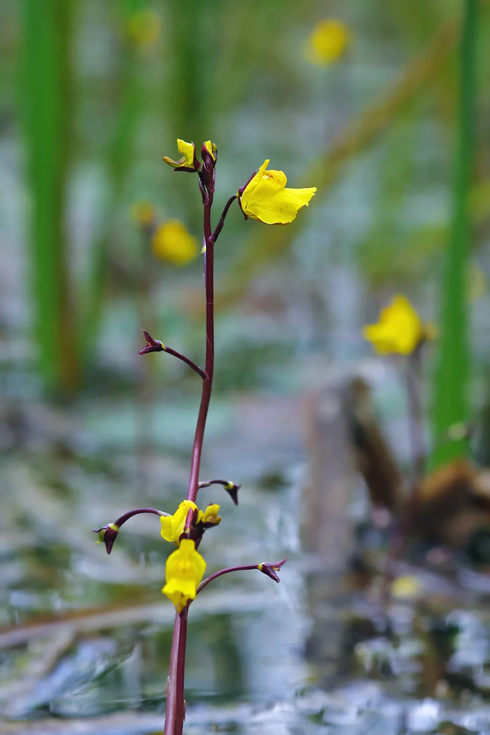 Bloeiend blaasjeskruid (Utricularia)