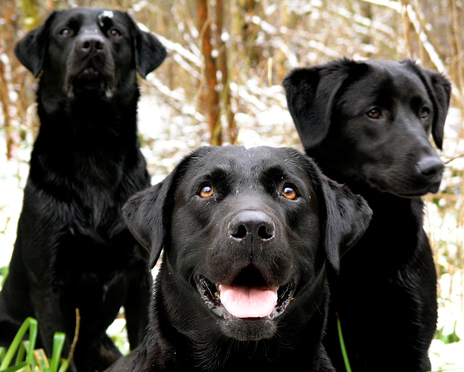 Een labrador (archiefbeeld, ter illustratie)