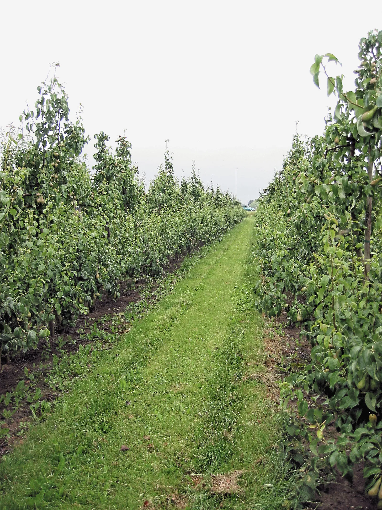 Een boomgaard met Conference-peren