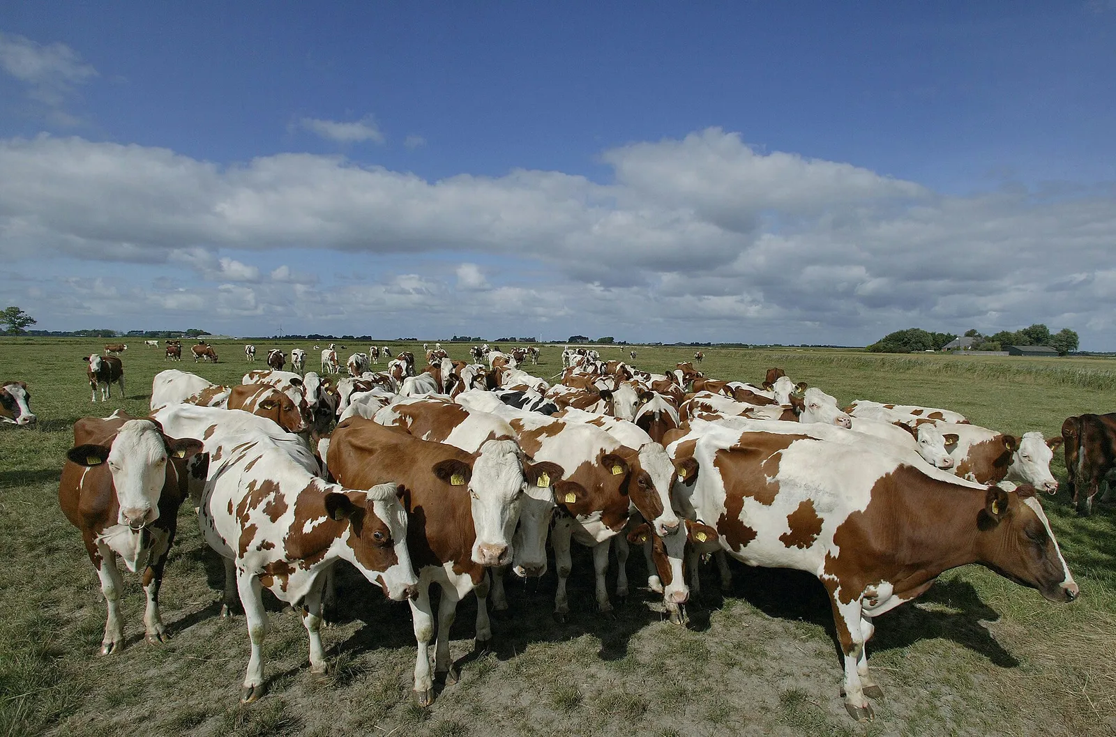 Koeien in een Nederlands weiland