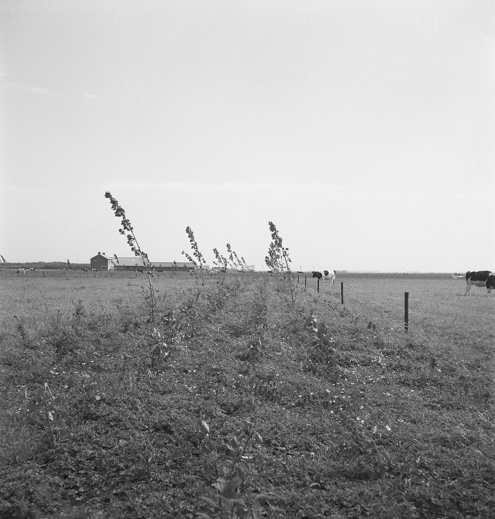 Koeien in een weiland bij een boerderij (archiefbeeld)