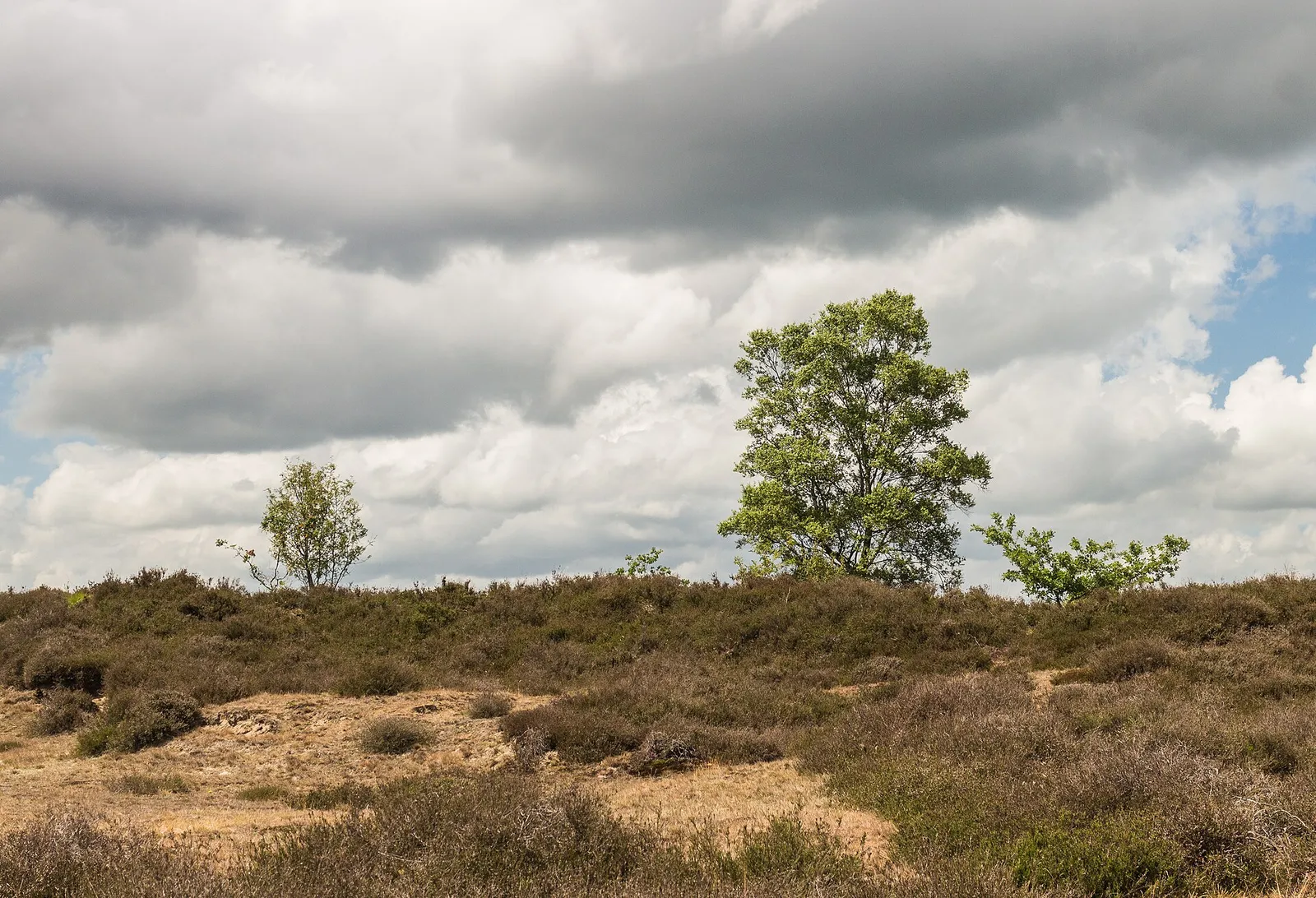 Een natuurgebied in Drenthe (ter illustratie)