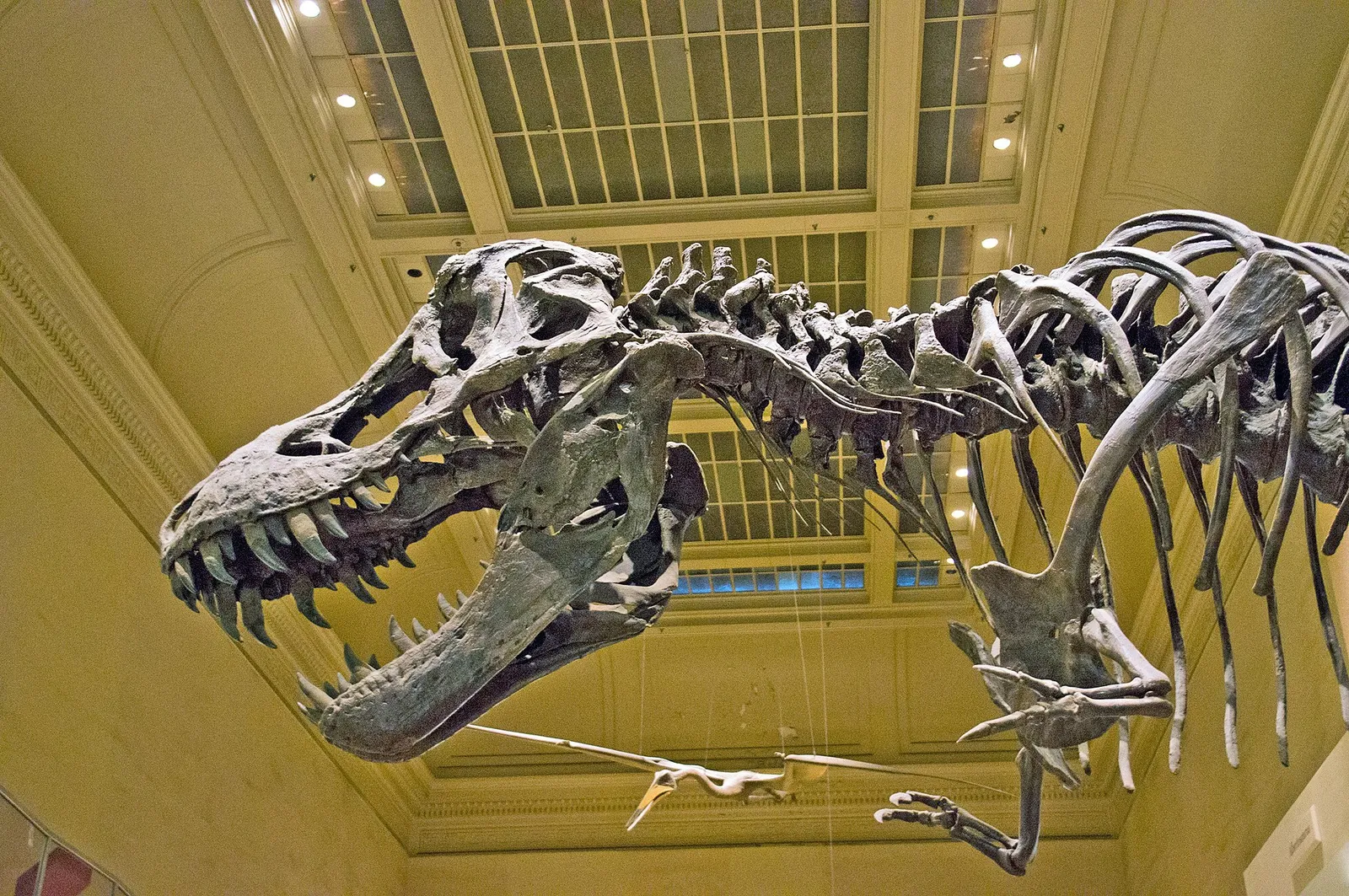 Een opgesteld skelet van een Tyrannosaurus rex in een museum