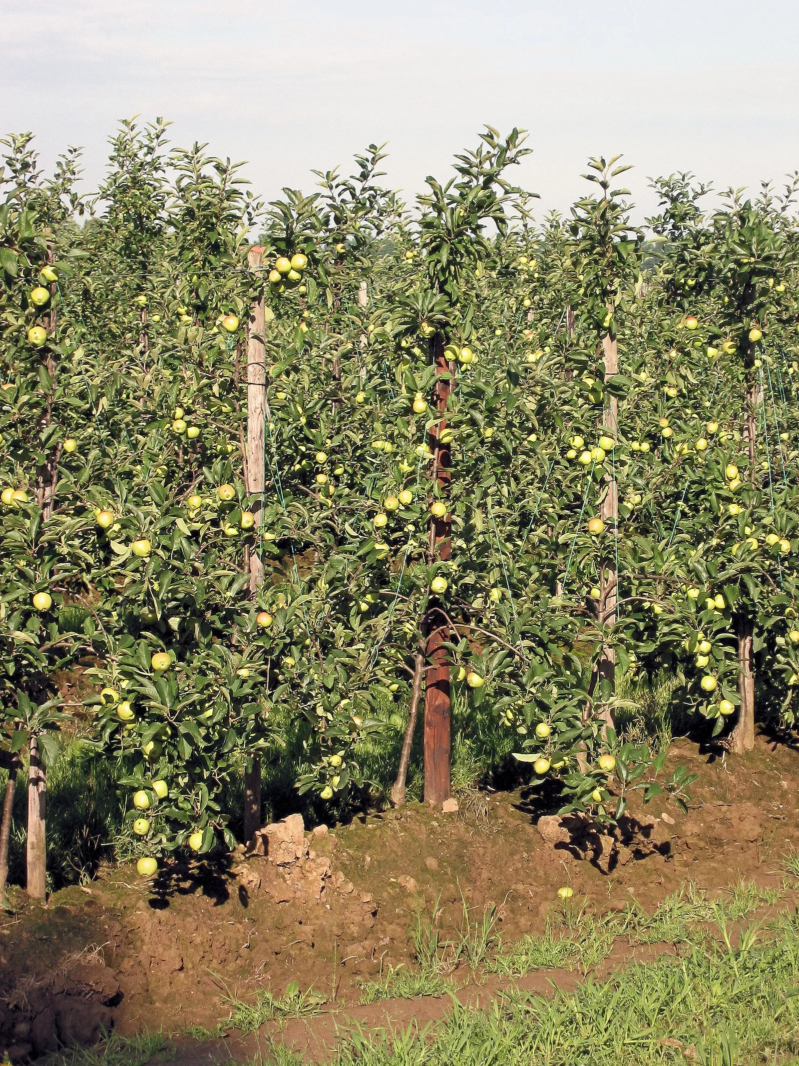 Een appelboomgaard (archiefbeeld)